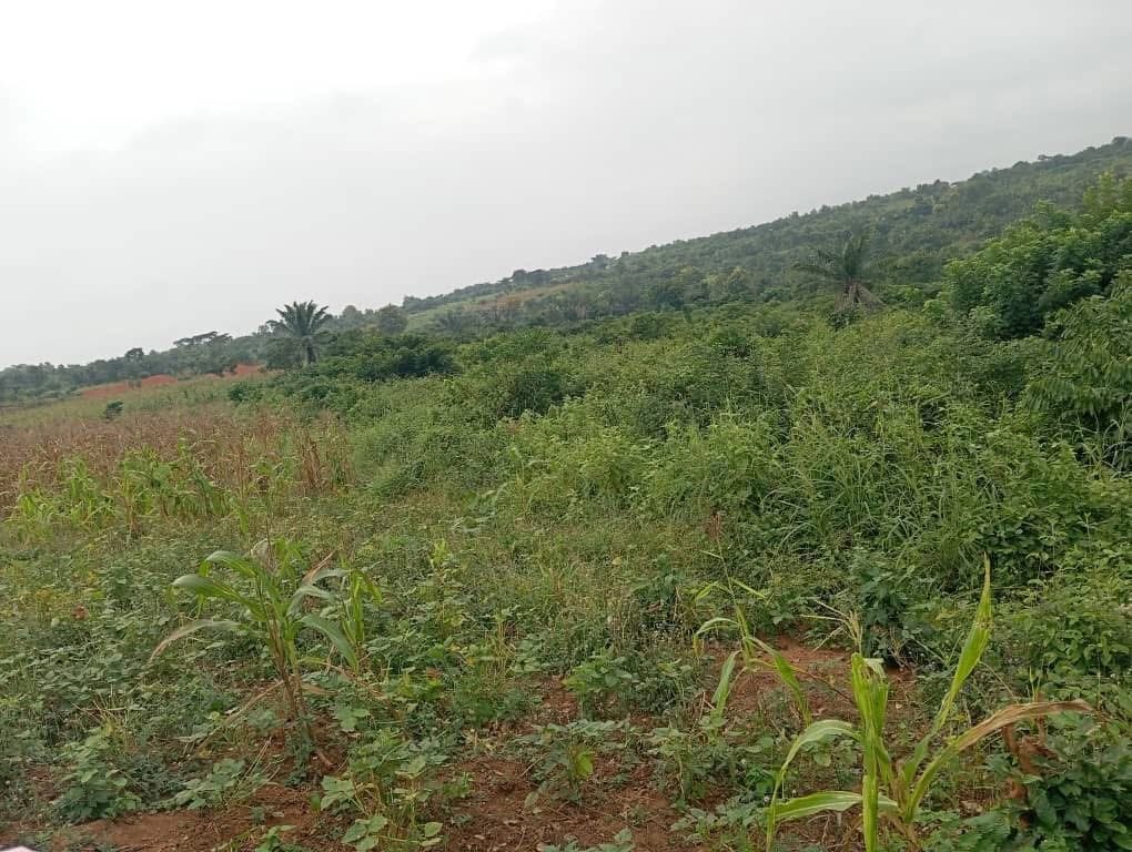 domaine-dun-hectare-et-demi-a-vendre-a-allada