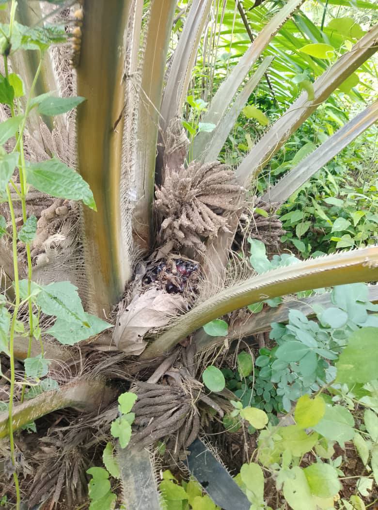 domaine-dun-hectare-avec-palmiers-selectionnes-a-vendre-a-tori-azohoue-cada-1